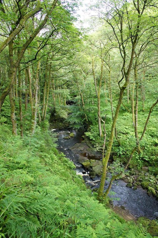 Beautiful Riverside Home, Hebden Bridge, Woodland Views, Sleeps 2 - 9 Ngoại thất bức ảnh